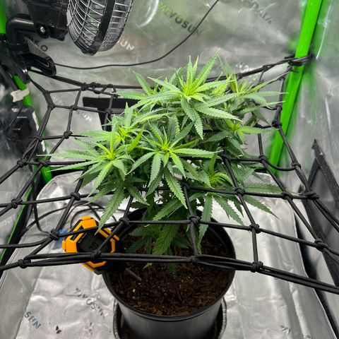 Durbin poison  growlog timeline photo