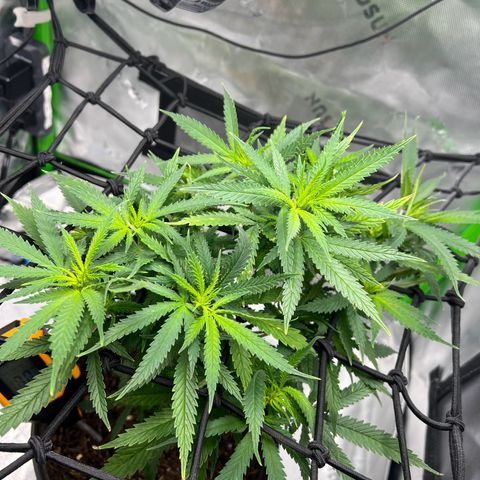 Durbin poison  growlog timeline photo