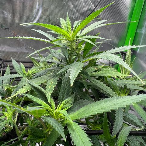 Durbin poison  growlog timeline photo