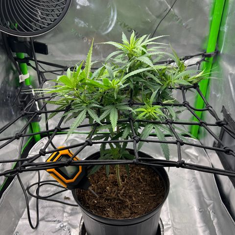 Durbin poison  growlog timeline photo