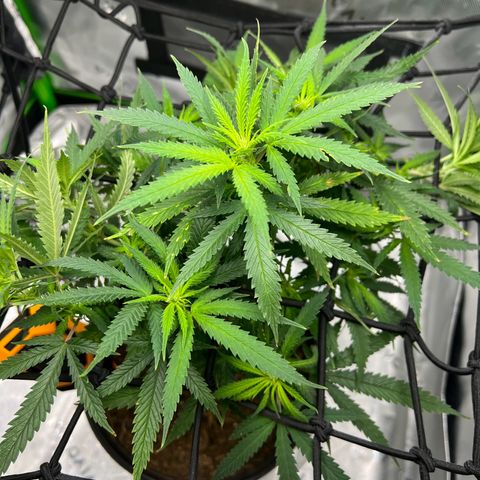 Durbin poison  growlog timeline photo
