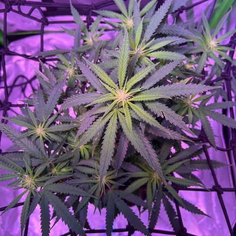 Durbin poison  growlog photo: Looking good with new light as I ramp it up