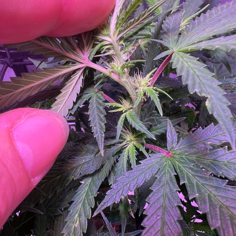 Durbin poison  growlog photo: Looking good with new light as I ramp it up