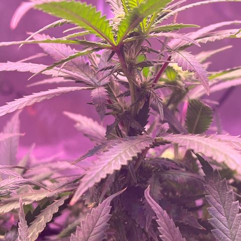 Durbin poison  growlog timeline photo