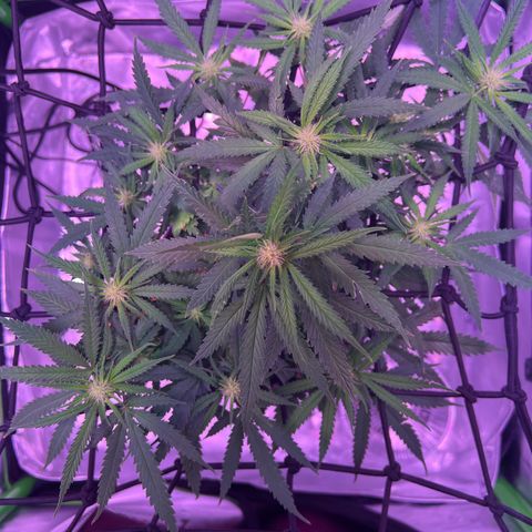 Durbin poison  growlog timeline photo