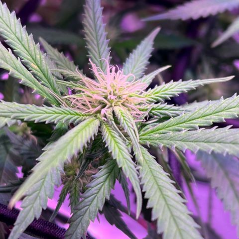Durbin poison  growlog timeline photo