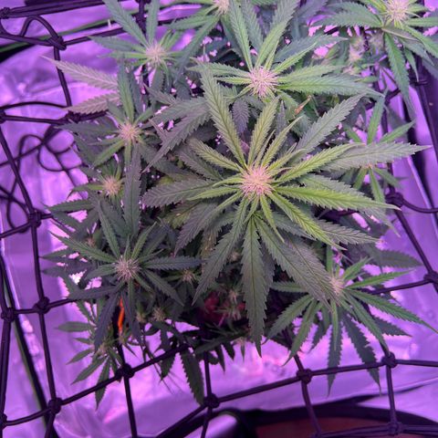Durbin poison  growlog timeline photo