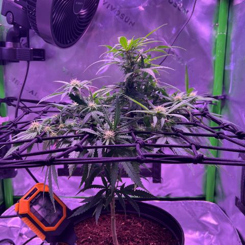 Durbin poison  growlog timeline photo