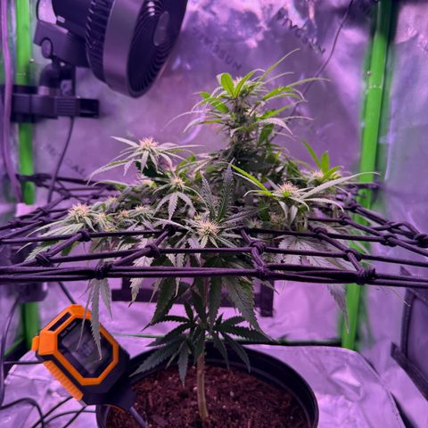 Durbin poison  growlog timeline photo