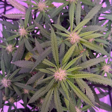 Durbin poison  growlog timeline photo