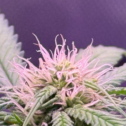Durbin poison  growlog timeline photo