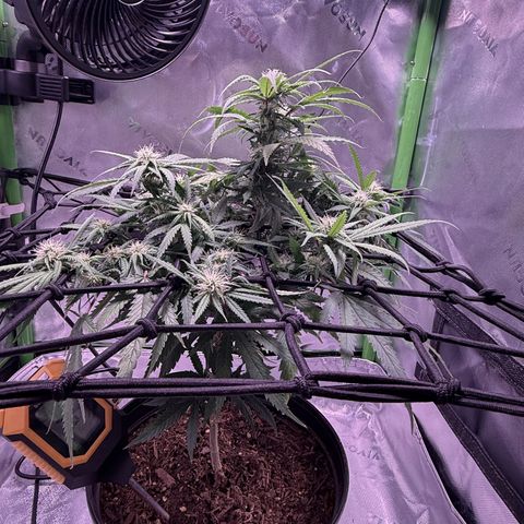 Durbin poison  growlog timeline photo