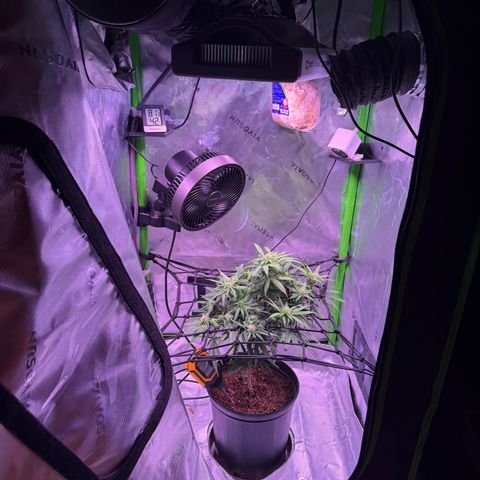 Durbin poison  growlog timeline photo