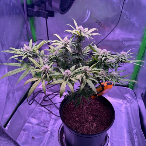 Durbin poison  growlog timeline photo