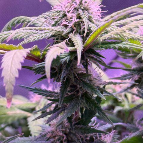 Durbin poison  growlog timeline photo