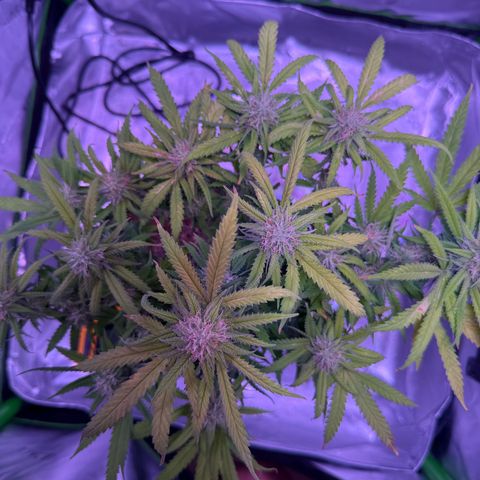 Durbin poison  growlog photo: Good water today and mites 4.5 weeks from harvest…