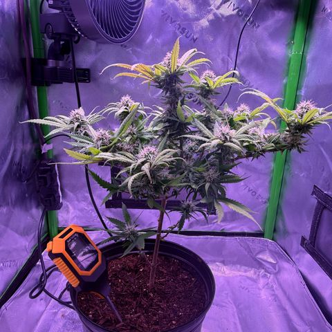 Durbin poison  growlog photo: Good water today and mites 4.5 weeks from harvest…