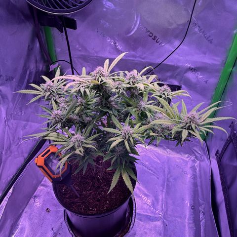Durbin poison  growlog photo: Good water today and mites 4.5 weeks from harvest…