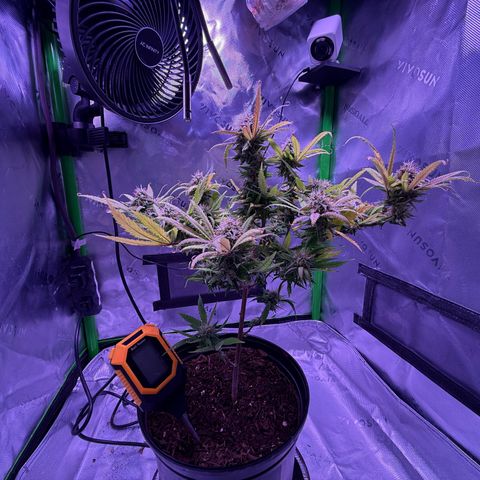 Durbin poison  growlog timeline photo