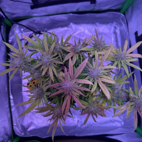 Durbin poison  growlog timeline photo