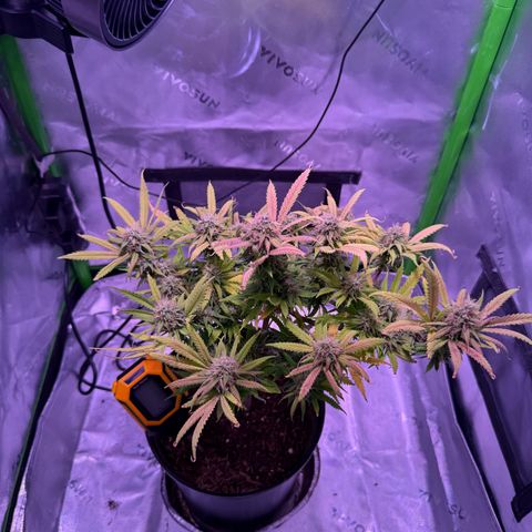 Durbin poison  growlog timeline photo
