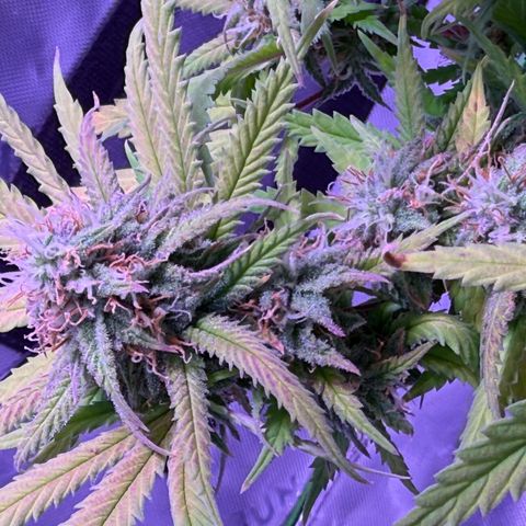 Durbin poison  growlog timeline photo
