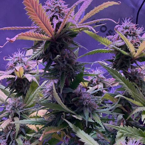 Durbin poison  growlog timeline photo