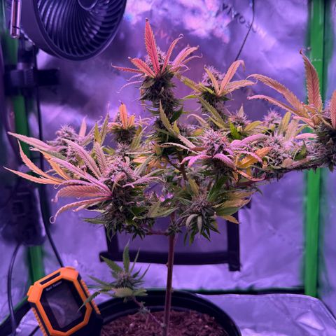 Durbin poison  growlog photo: Last feeding before flush…