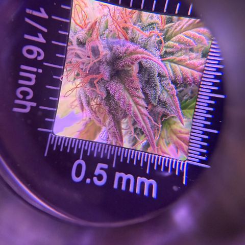 Durbin poison  growlog photo: Last feeding before flush…
