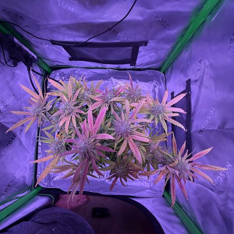 Durbin poison  growlog photo: Last feeding before flush…
