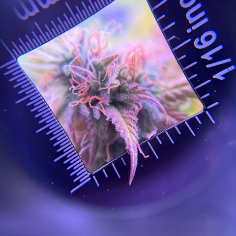 Durbin poison  growlog photo: Last feeding before flush…