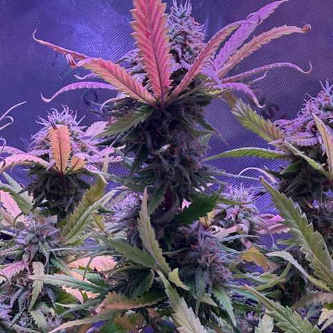 Durbin poison  growlog photo: Last feeding before flush…