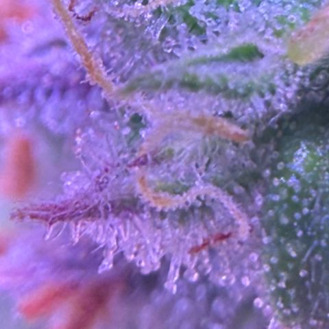 Durbin poison  growlog timeline photo