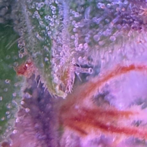 Durbin poison  growlog timeline photo