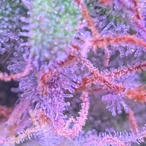Durbin poison  growlog timeline photo