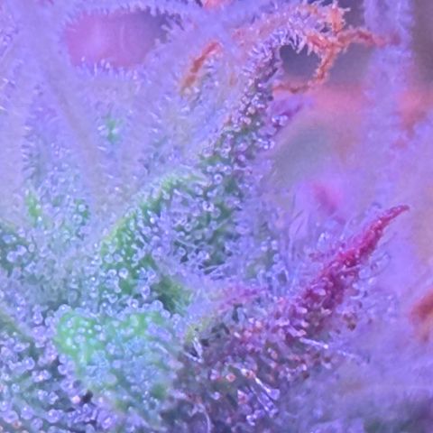 Durbin poison  growlog timeline photo