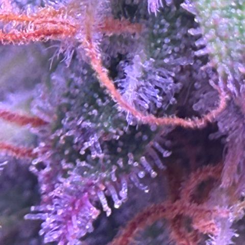 Durbin poison  growlog timeline photo