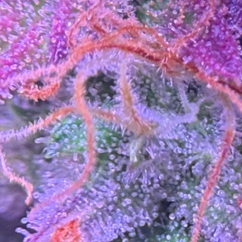 Durbin poison  growlog timeline photo