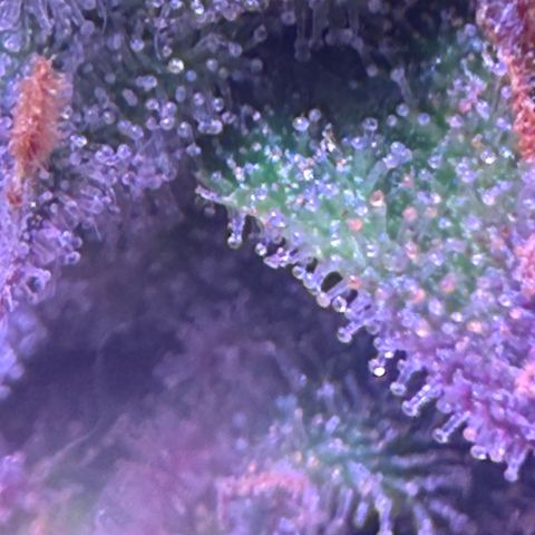 Durbin poison  growlog timeline photo