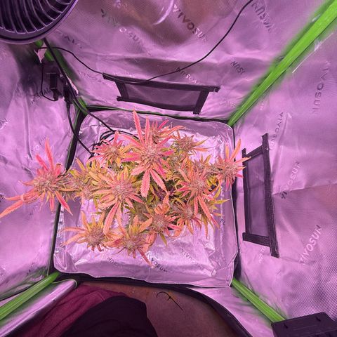 Durbin poison  growlog timeline photo