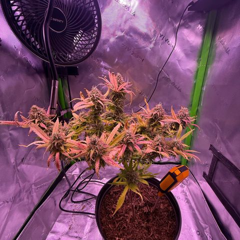 Durbin poison  growlog timeline photo