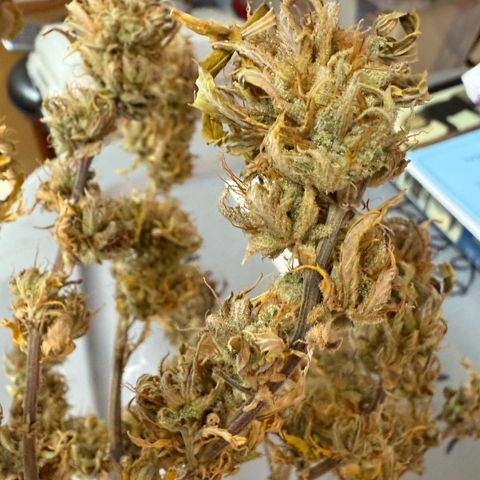 Durbin poison  growlog photo: A little larfy but smells good and it’s sticky.