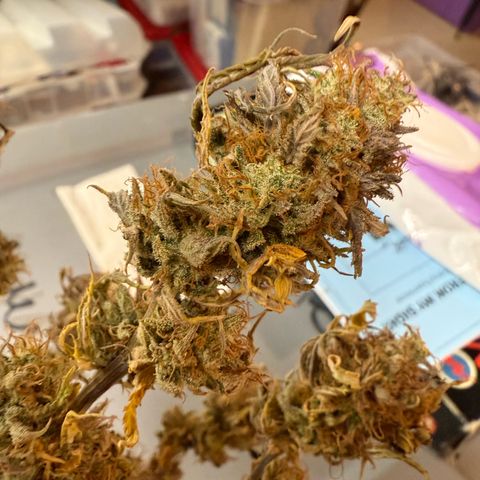 Durbin poison  growlog photo: A little larfy but smells good and it’s sticky.