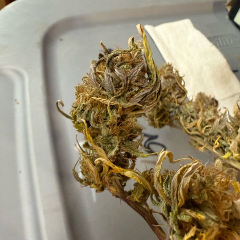 Durbin poison  growlog photo: A little larfy but smells good and it’s sticky.