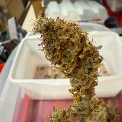 Durbin poison  growlog timeline photo