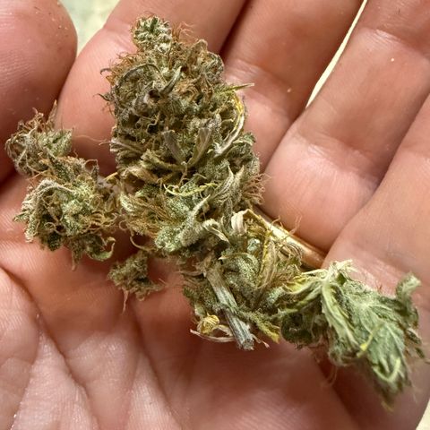 Durbin poison  growlog timeline photo