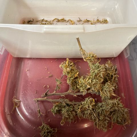 Durbin poison  growlog timeline photo