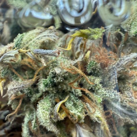 Durbin poison  growlog timeline photo