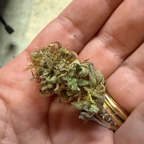 Durbin poison  growlog timeline photo