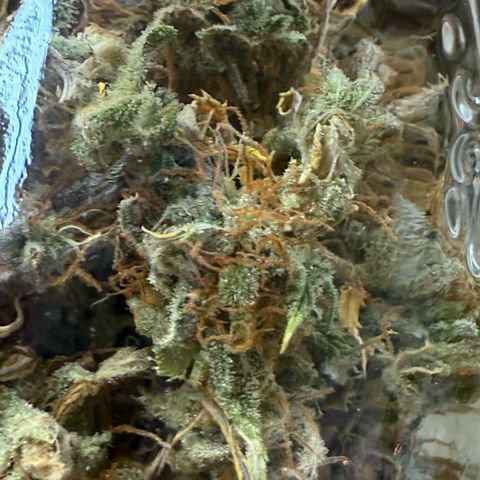 Durbin poison  growlog timeline photo